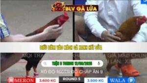 TRẬN 5 TONHON NGÀY 12/09/2025