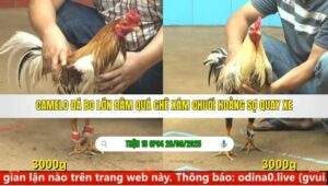 TRẬN 15 CPC4 NGÀY 28/9/2025