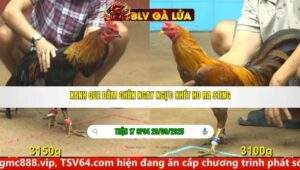 TRẬN 17 CPC4 NGÀY 29/9/2025