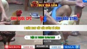 TRẬN 22 TONHON NGÀY 12/09/2025