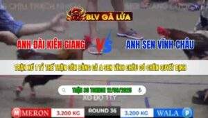 TRẬN 36 TONHON NGÀY 12/09/2025