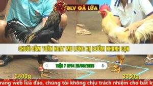 TRẬN 7 CPC4 NGÀY 26/9/2025