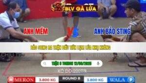 TRẬN 8 TONHON NGÀY 12/09/2025