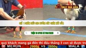 TRẬN 16 CPC5 NGÀY 07/09/2025