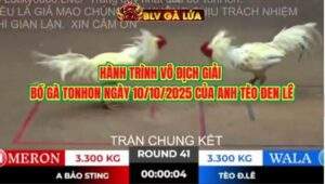 HÀNH TRÌNH VÔ ĐỊCH GIẢI BỒ GÀ TONHON NGÀY 10/10/2025