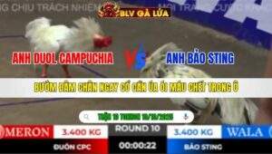 TRẬN 10 TONHON NGÀY 10/10/2025