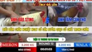 TRẬN 12 TONHON NGÀY 18/10/2025