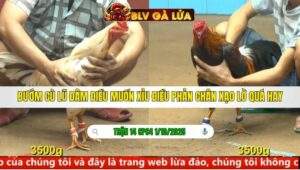 TRẬN 14 CPC4 NGÀY 1/10/2025