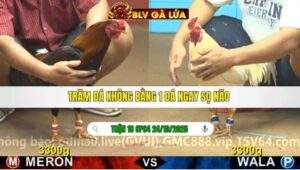 TRẬN 18 CPC4 NGÀY 24/10/2025