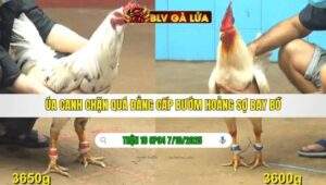 TRẬN 18 CPC4 NGÀY 7/10/2025