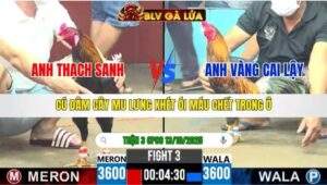 TRẬN 3 CPC6 NGÀY 13/10/2025