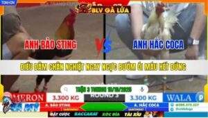 TRẬN 3 TONHON NGÀY 18/10/2025