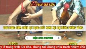 TRẬN 6 CPC4 NGÀY 6/10/2025