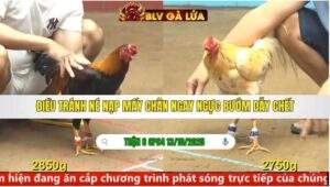 TRẬN 8 CPC4 NGÀY 13/10/2025