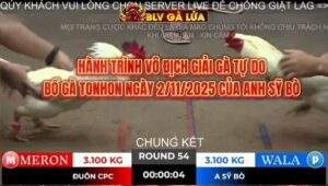 HÀNH TRÌNH VÔ ĐỊCH GIẢI BỒ GÀ TONHON NGÀY 2/11/2025