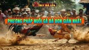 PHƯƠNG PHÁP NUÔI GÀ ĐÁ ĐƠN GIẢN NHẤT