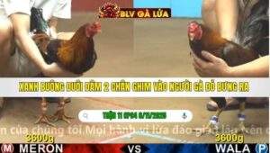 TRẬN 11 CPC4 NGÀY 6/11/2025