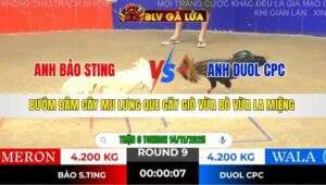 TRẬN 9 TONHON NGÀY 14/11/2025