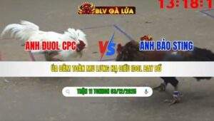 TRẬN 11 TONHON NGÀY 3/12/2025