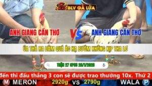 TRẬN 27 CPC5 NGÀY 26/1/2026