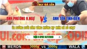 TRẬN 6 CPC5 NGÀY 14/1/2026